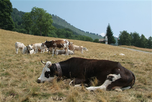 Alpe di Camasca